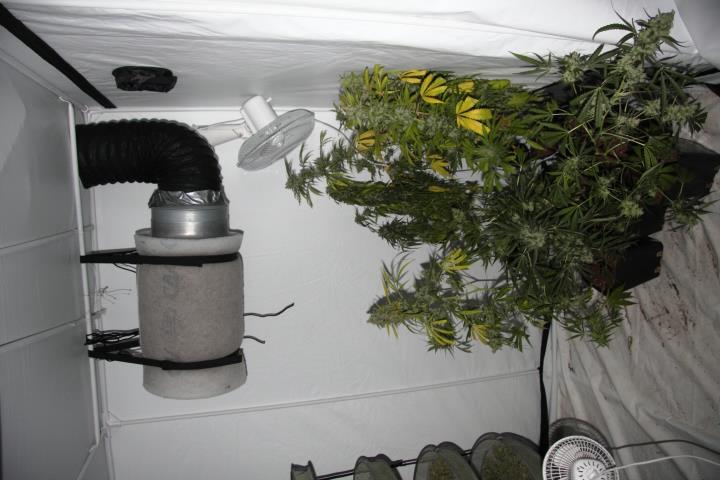 Pěstírna marihuany.