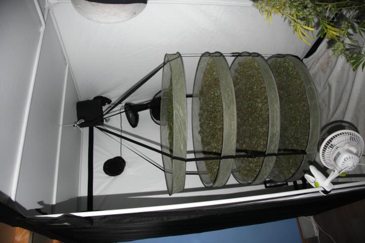 Pěstírna marihuany.