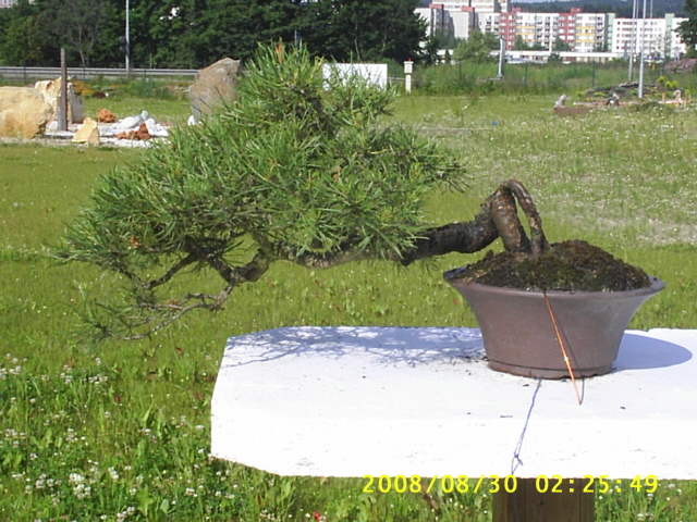 Pinus sylvestris 640x480.JPG