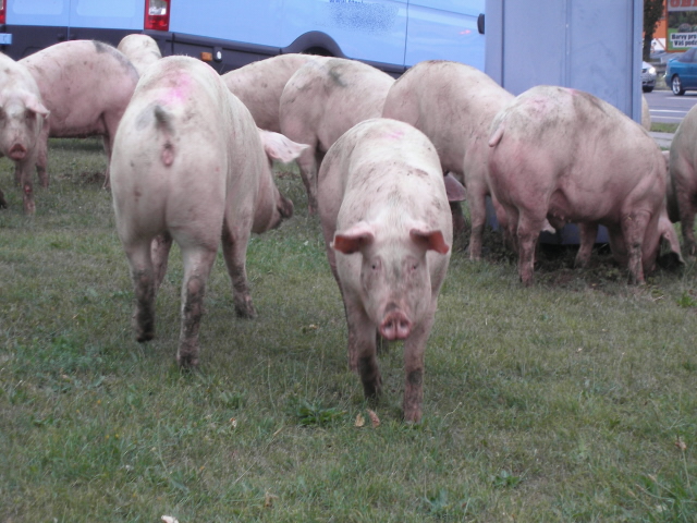 Pobíhající prasata