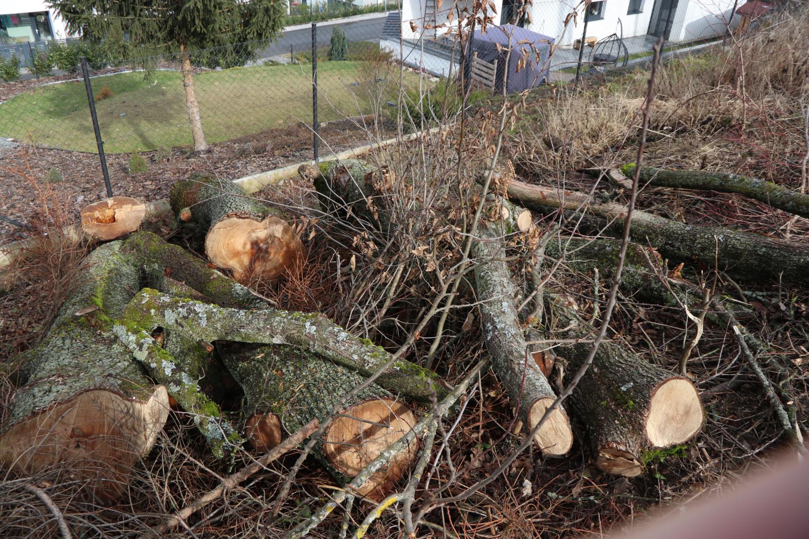 Pokácené stromy 2.JPG