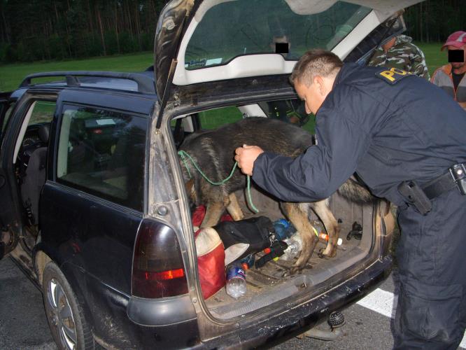 Policejní pes LAB prohledává vozidlo, drogy zde uloženy nebyly.JPG