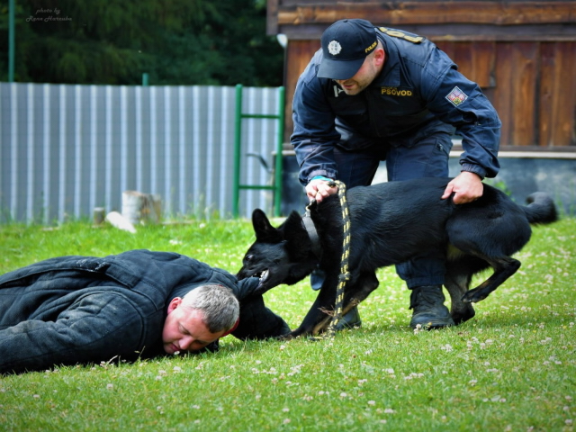 Policejní psovod