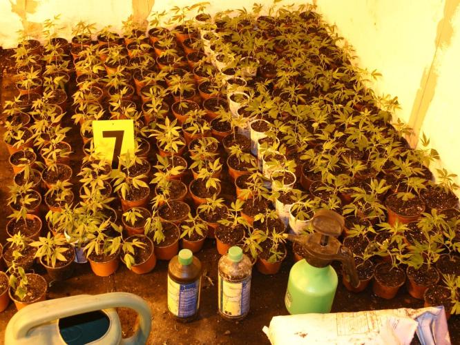 Rostliny marihuany