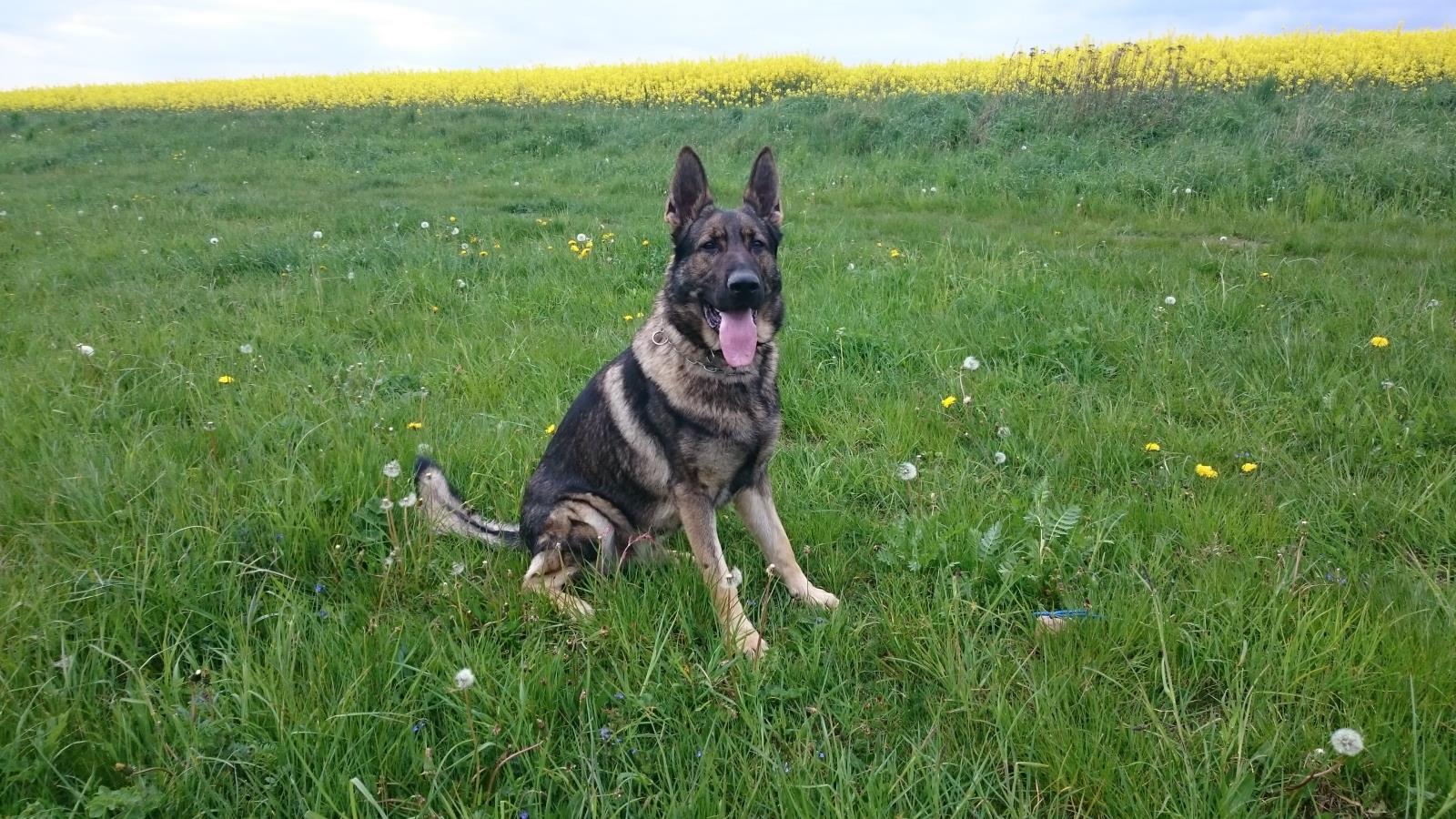 Služební pes Garrit