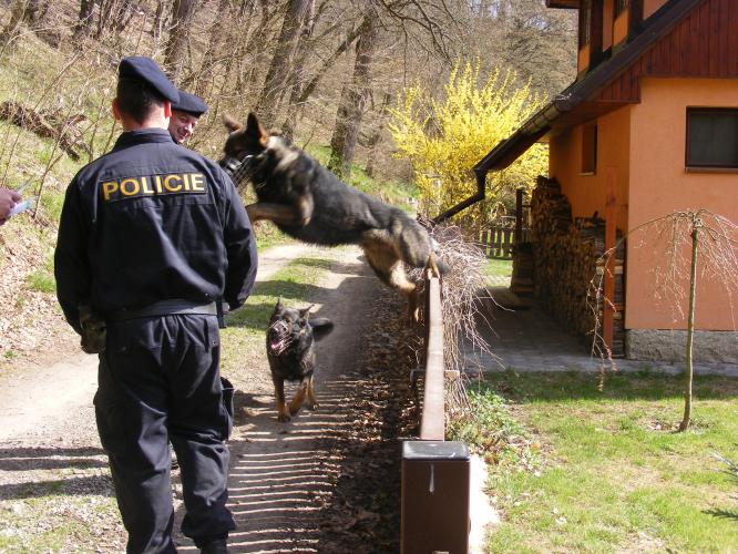 Služební psi na chatách