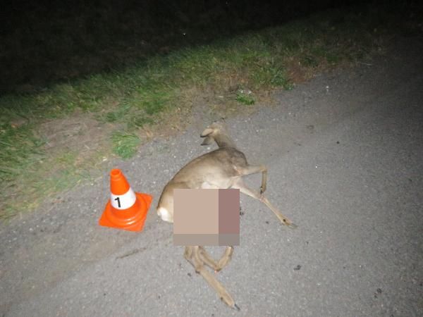 Střet se srnou 15.10.2018