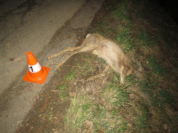 Střet se zvěří 26.března