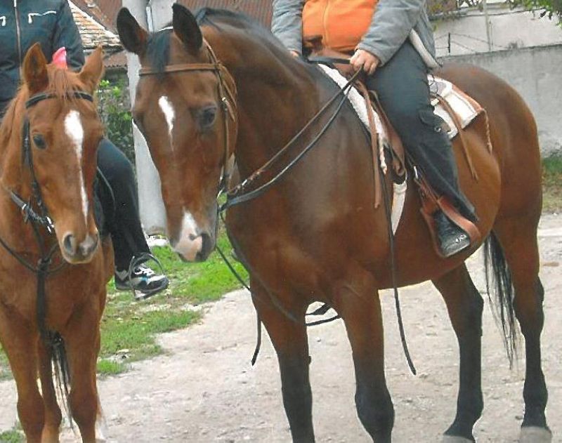 TK_kůň_v_kondici (1).jpg