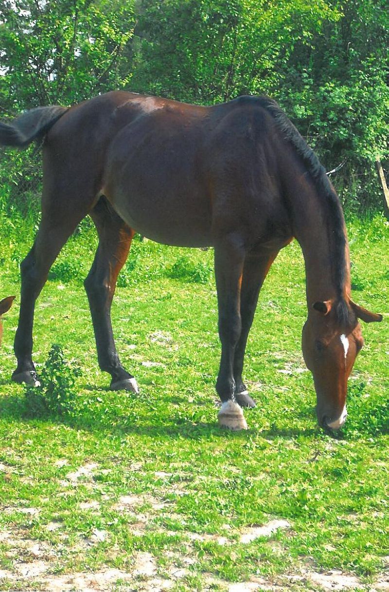 TK_kůň_v_kondici (2).jpg