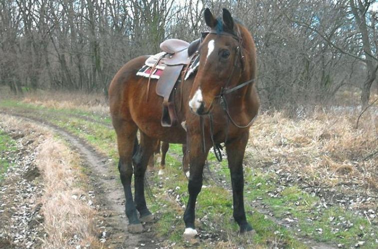 TK_kůň_v_kondici(3).jpg