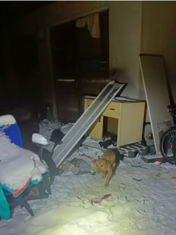 Týrání psů1.png