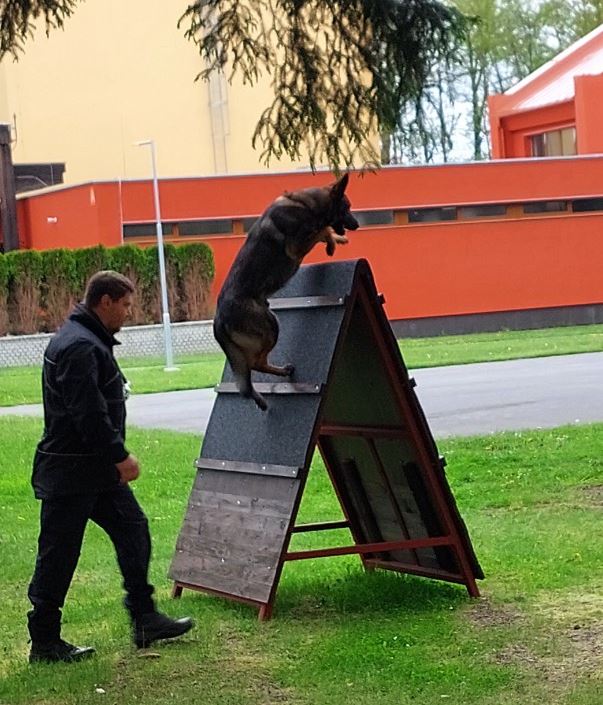Urko vyhrál krajský přebor ve služební kynologii