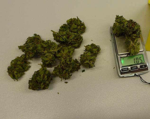 Vážení konopí.JPG