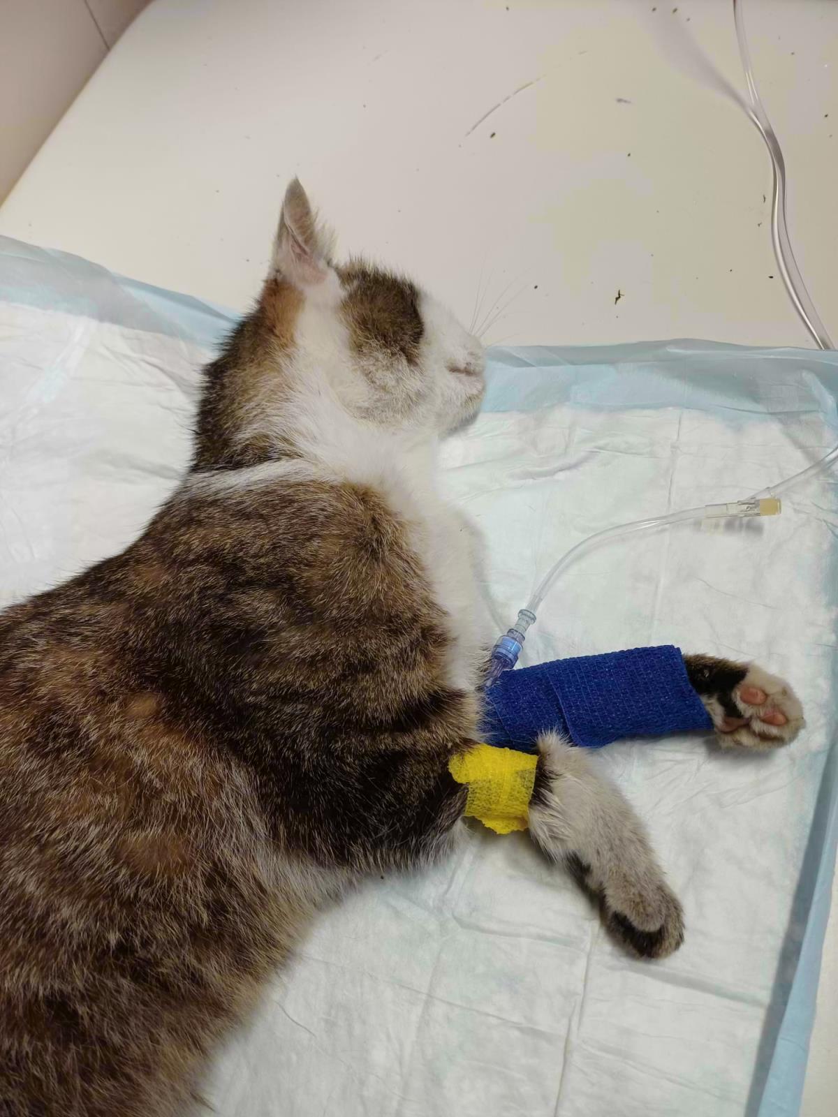 Viki na veterinární stanici 1