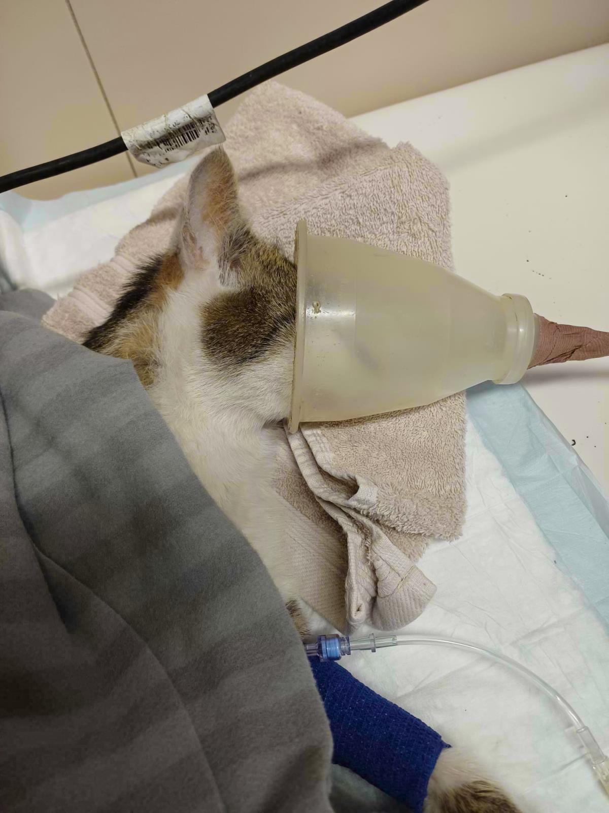 Viki na veterinární stanici 2