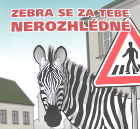Zebra 1