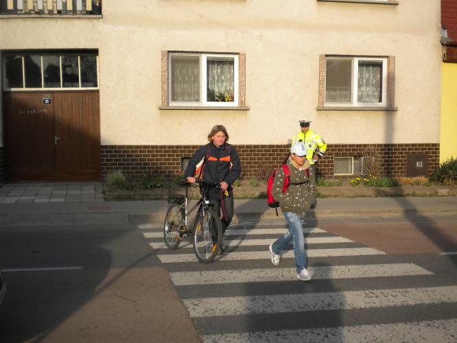 Zebra Lanžhot 1.jpg