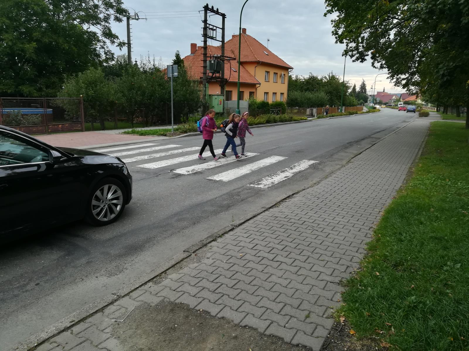 Zebra na Pardubicku