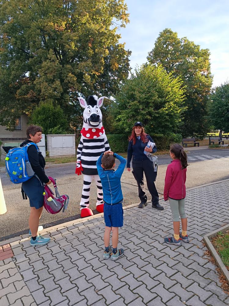 Zebra na kladensku