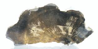 Ilustrační foto - araukarit