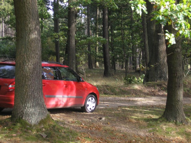 auto v lese