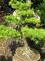 bonsai5