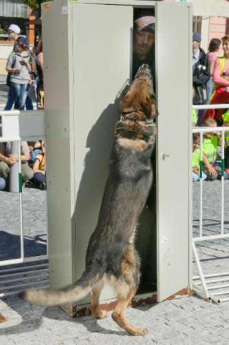 f) zákrok policejních psovodů