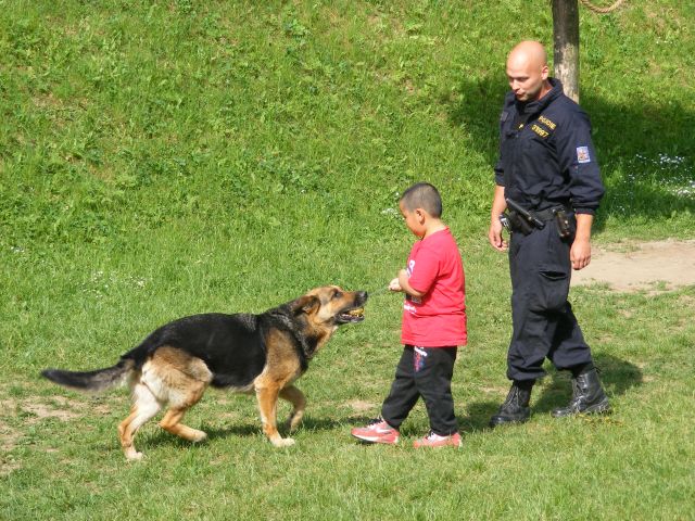 i služební psi si hrají