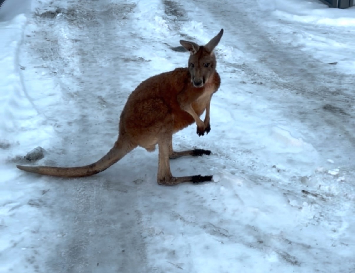 klokan jménem Kevin