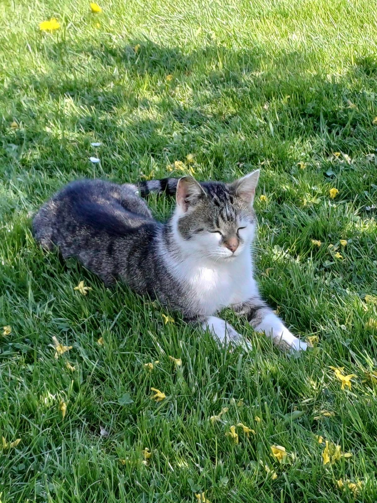 kocour Viki z Bulovky