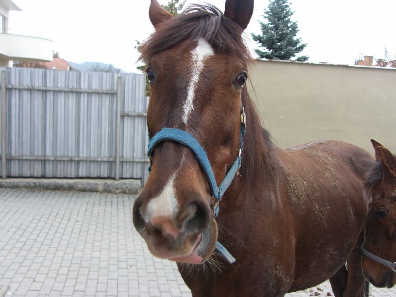koně_Tišnov (1).JPG