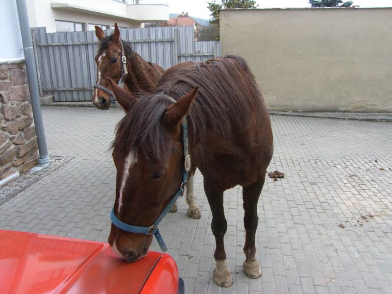 koně_Tišnov (4).JPG