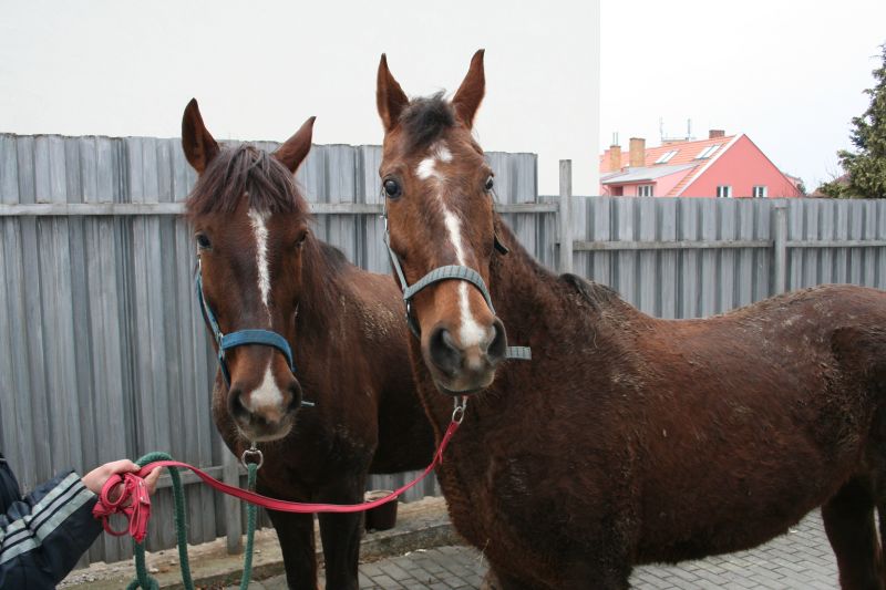 koně_Tišnov.jpg