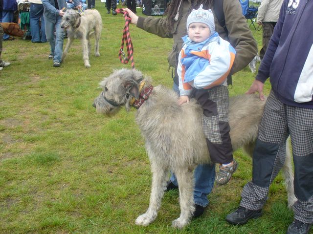 kynologicka vystava 04