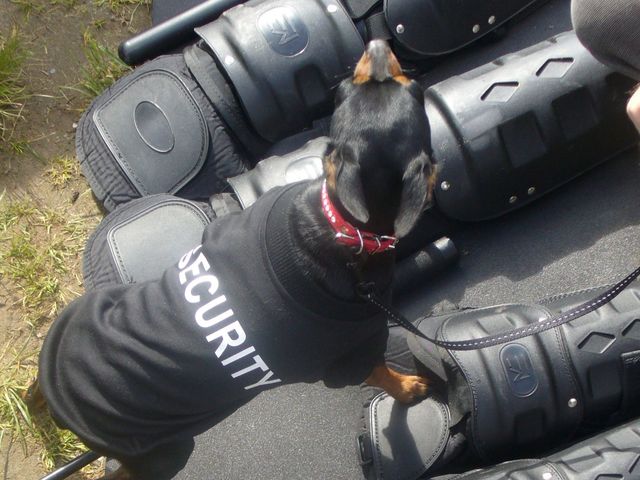 kynologicka vystava 08