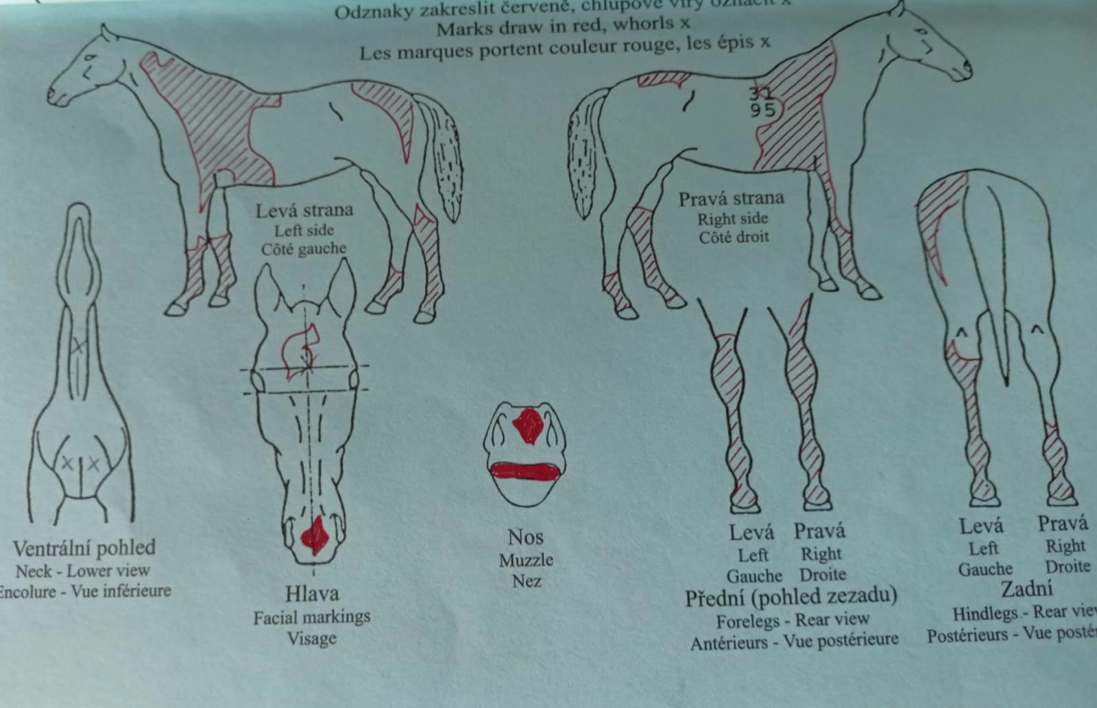 mapa zbarvení odcizeného koně