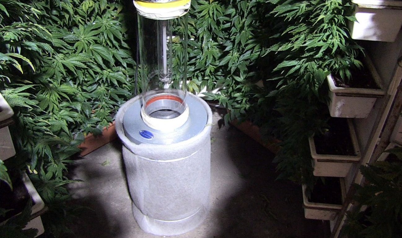 marihuana