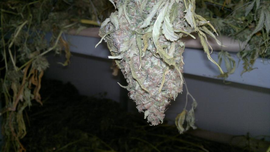 marihuana 4