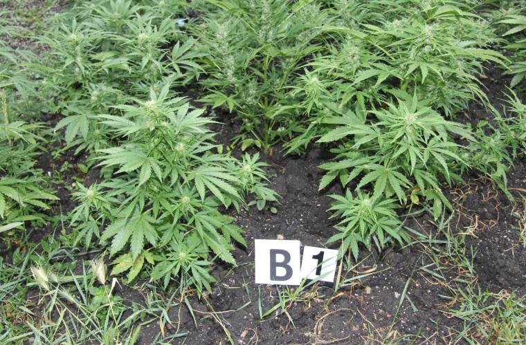 marihuana.jpg
