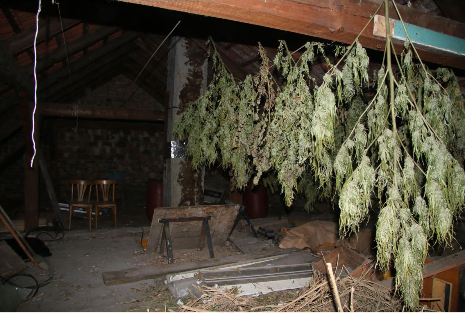 marihuana_3.jpg