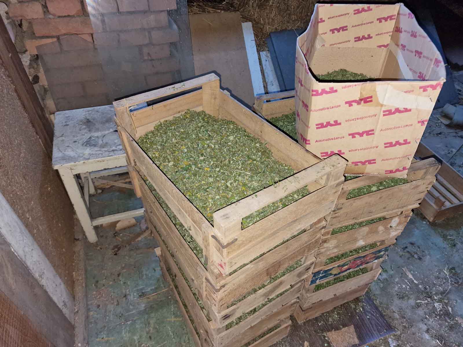 marihuana_les_4.jpg