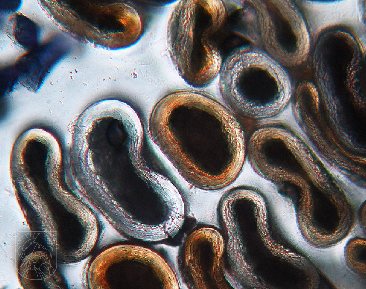 mikrostopy 06