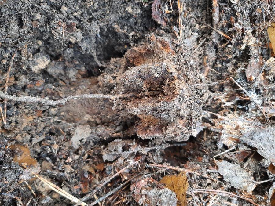 minometný granát.jpg