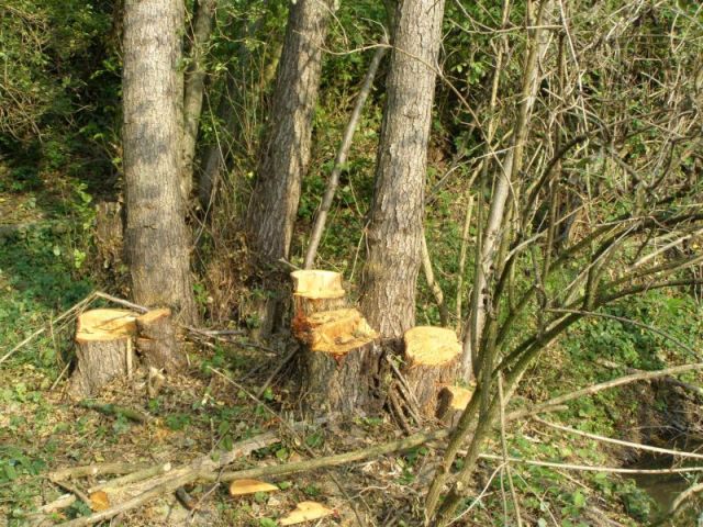 místo těžby dřeva