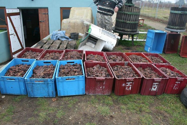 odcizené hrozny.jpg