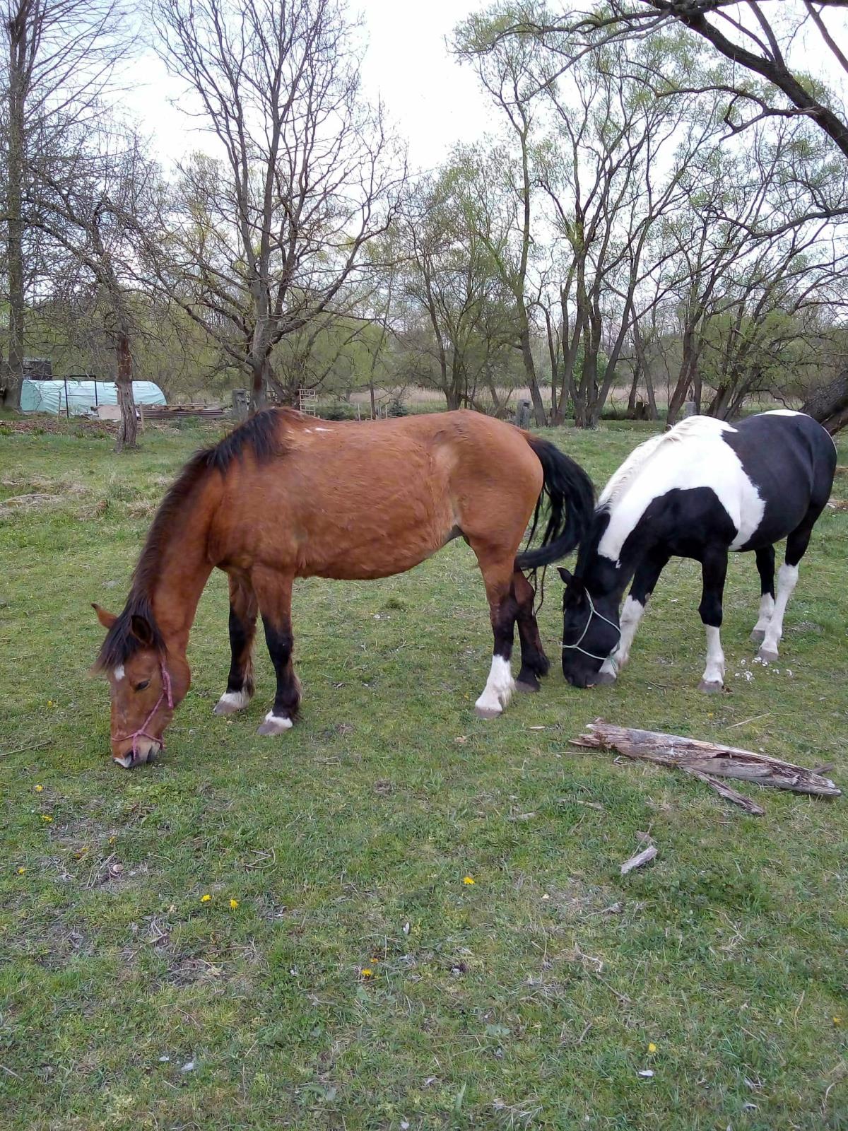 odcizený černobílý hřebec 1