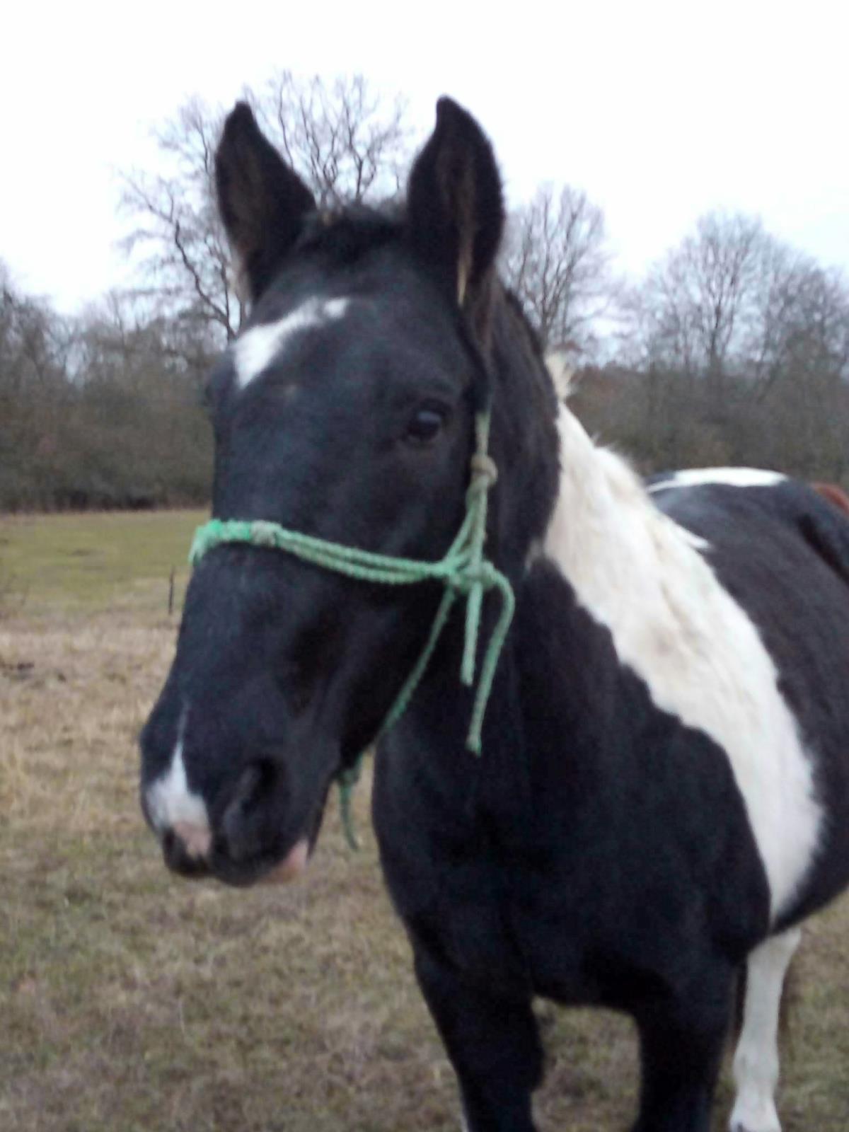 odcizený černobílý hřebec 2