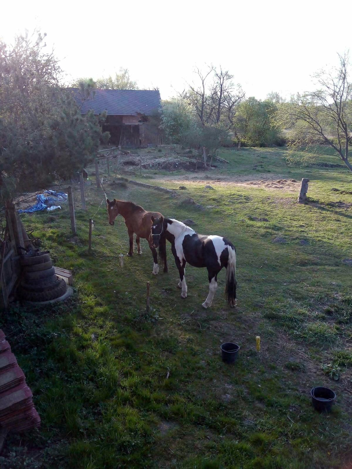 odcizený černobílý hřebec 3