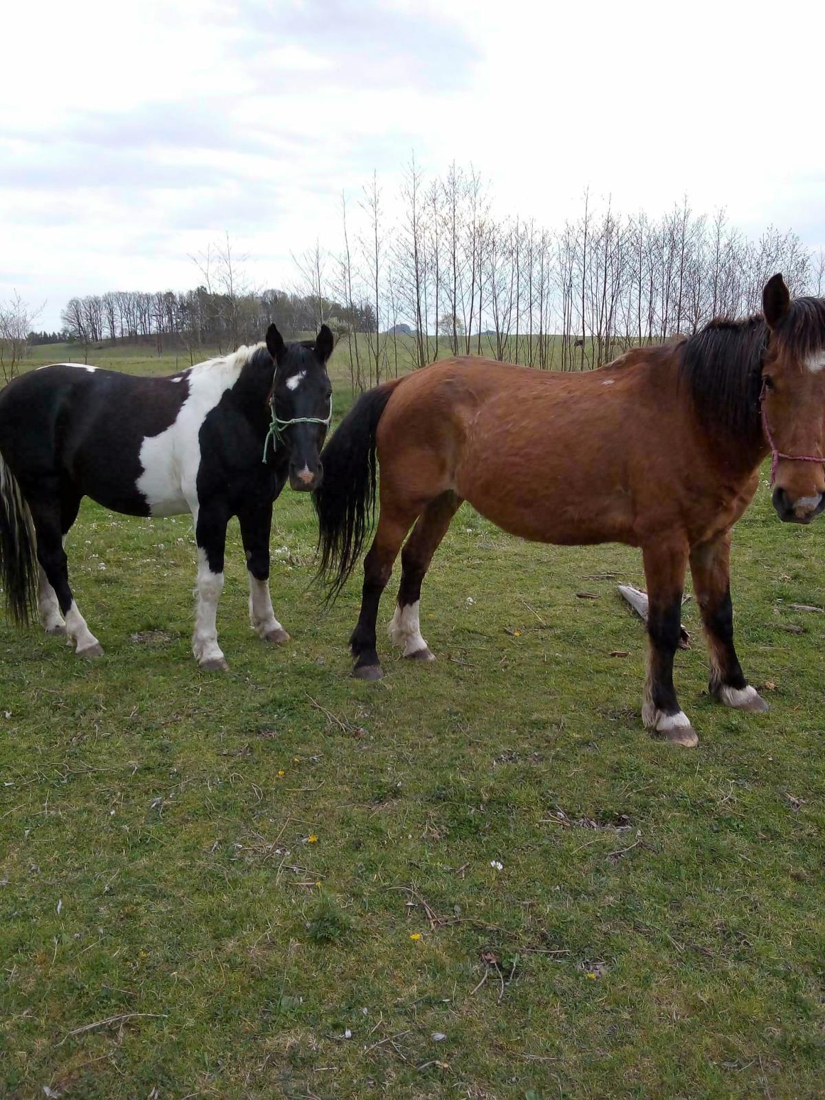 odcizený černobílý hřebec 4